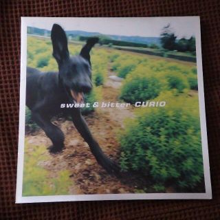 セール！CURIO ツアーパンフ Sweet & Bitter(ミュージシャン)