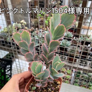 ピンクトルマリン1504様専用 多肉植物(その他)