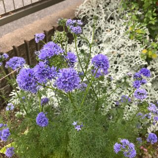 ギリアレプタンサ　花の種100粒(その他)