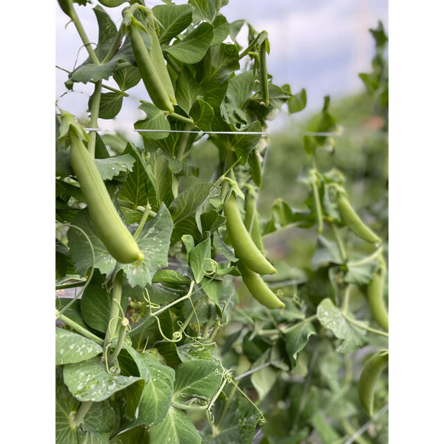 【採れたて】スナップえんどう　青森県産 食品/飲料/酒の食品(野菜)の商品写真