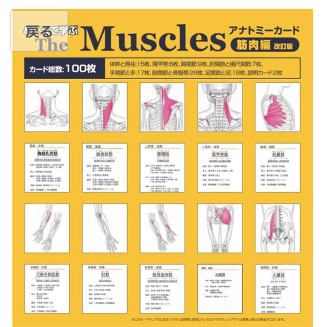 アナトミーカード『筋肉編』\u0026『骨編』セット