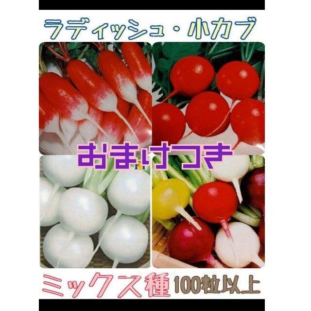 レインボーラディッシュ 小かぶ はつかだいこん 野菜種 食品/飲料/酒の食品(野菜)の商品写真