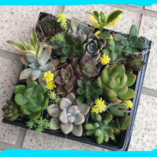 多肉植物♠寄せ植えモリモリセット❣️(その他)