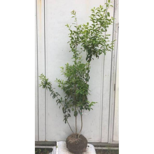 現品》ソヨゴ 株立ち(雄雌株) 樹高1.9m(根鉢含まず)64【 現品》ソヨゴ 株立ち(雄雌株) 樹高1.9m(根鉢含まず)64【