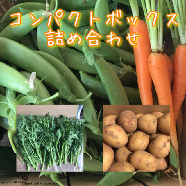 野菜　詰め合わせ　コンパクトボックス 食品/飲料/酒の食品(野菜)の商品写真