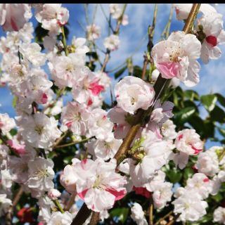 花桃　源平桃　立ち性　苗木(その他)