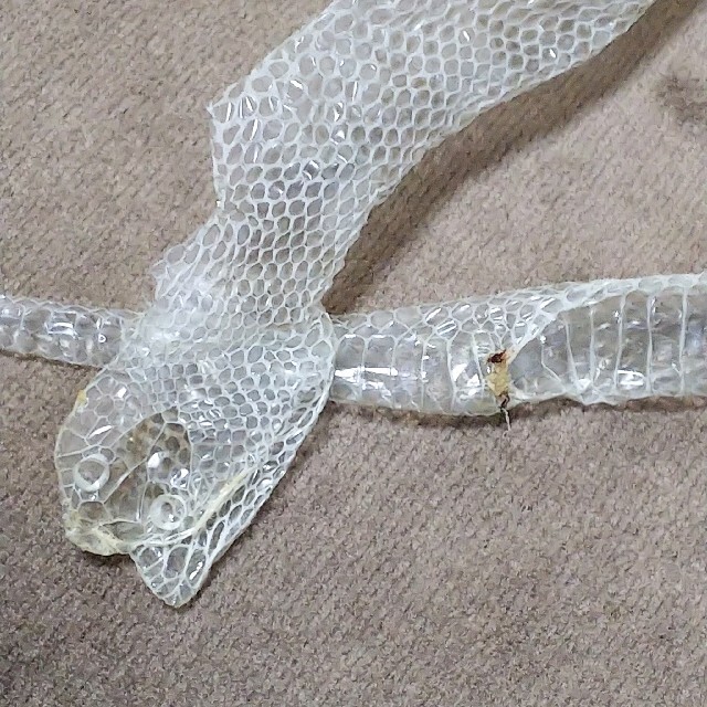 アカマタヘビの脱皮の皮✰金運snake✰蛇 その他のペット用品(爬虫類/両生類用品)の商品写真