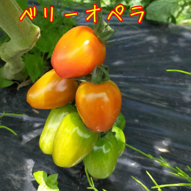 【希少】極甘ミニトマト詰め合わせ1kg コンパクト便 食品/飲料/酒の食品(野菜)の商品写真