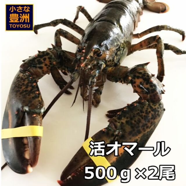 食品天然活オマールエビ(500gUP) 2尾入＜活きたまま発送！＞