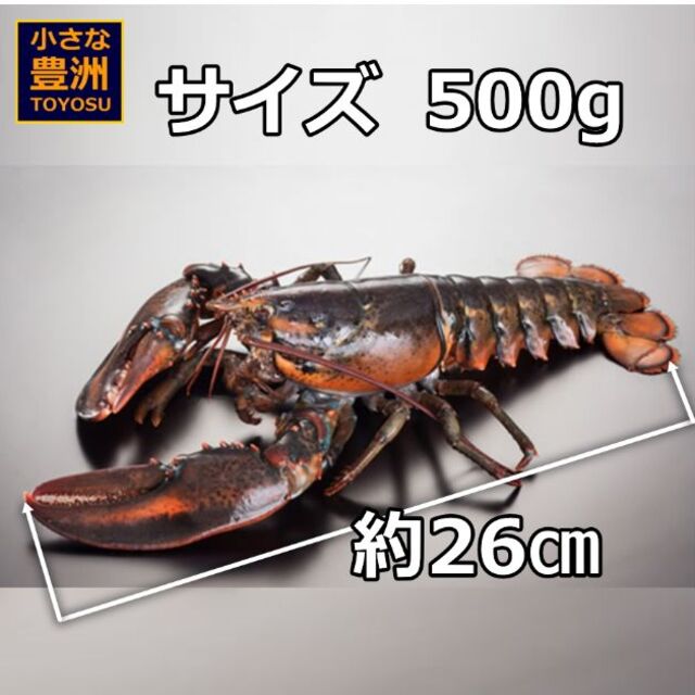 人気急上昇】　活オマール海老（500g）5尾入