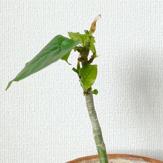 【観葉植物】ウンベラータ（約21cm）(その他)