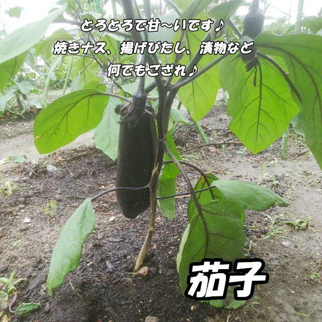 送料無料*静岡県産*無農薬*夏野菜*色々詰め合わせセット*農家直送*産直* 食品/飲料/酒の食品(野菜)の商品写真