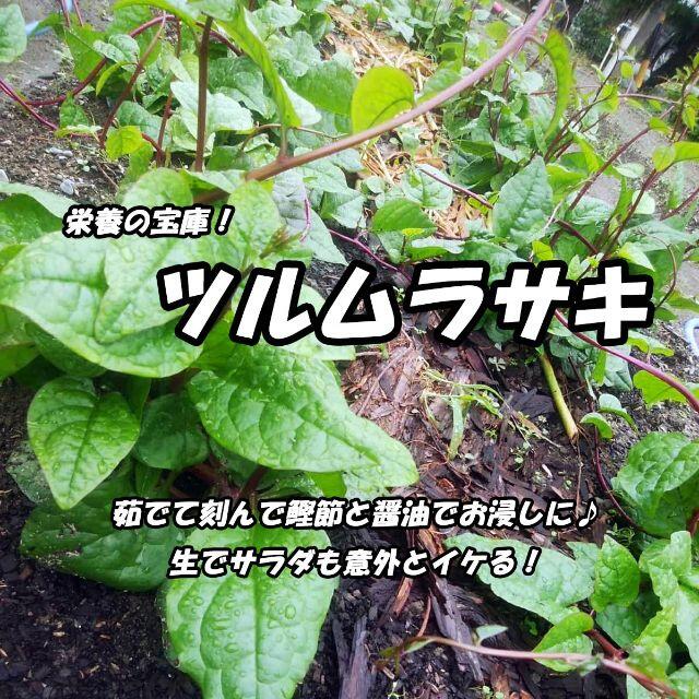 送料無料*静岡県産*無農薬*夏野菜*色々詰め合わせセット*農家直送*産直* 食品/飲料/酒の食品(野菜)の商品写真