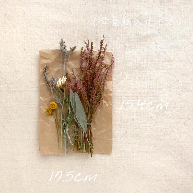 dry botanical /  #1 ドライフラワー 花材 ハンドメイド ハンドメイドのフラワー/ガーデン(ドライフラワー)の商品写真