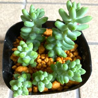 chobo様専用　多肉植物✴︎ 新玉つづり　抜き苗(微根) (プランター)