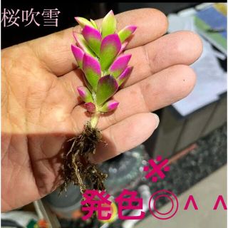 【✳️特大桜吹雪❗️寄植えのワンポイントに^ ^✳️】  (その他)