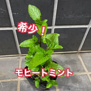 希少種❗️ モヒートミント　抜き苗(その他)