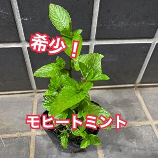 希少種❗️モヒートミント　抜き苗(その他)