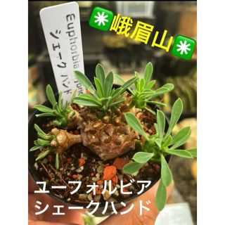 ✳️大人気❗️峨眉山 ユーフォルビア シェークハンド 群生株✳️ (その他)