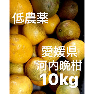 愛媛県　低農薬　宇和ゴールド　河内晩柑　10kg(フルーツ)