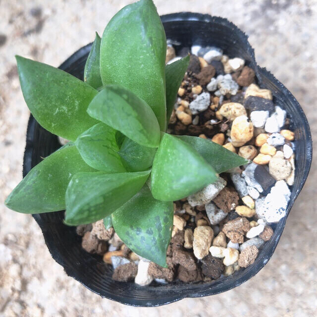 多肉植物 ハオルチア 宝草 状態良好 ハオルシア 観葉植物 第四種郵便抜き苗発送 インテリア/住まい/日用品のインテリア小物(その他)の商品写真