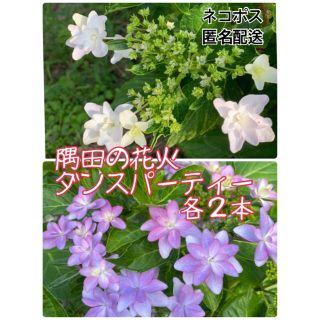 【ネコポス】隅田の花火、ダンスパーティー各２本(その他)