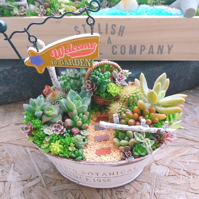 kamah様 専用  多肉植物 寄せ植え ハンドメイドのフラワー/ガーデン(その他)の商品写真