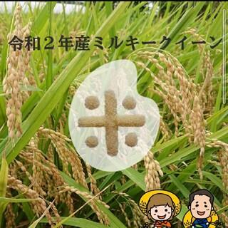 タケタケ様専用です😊ミルキークイーン玄米20kg(米/穀物)