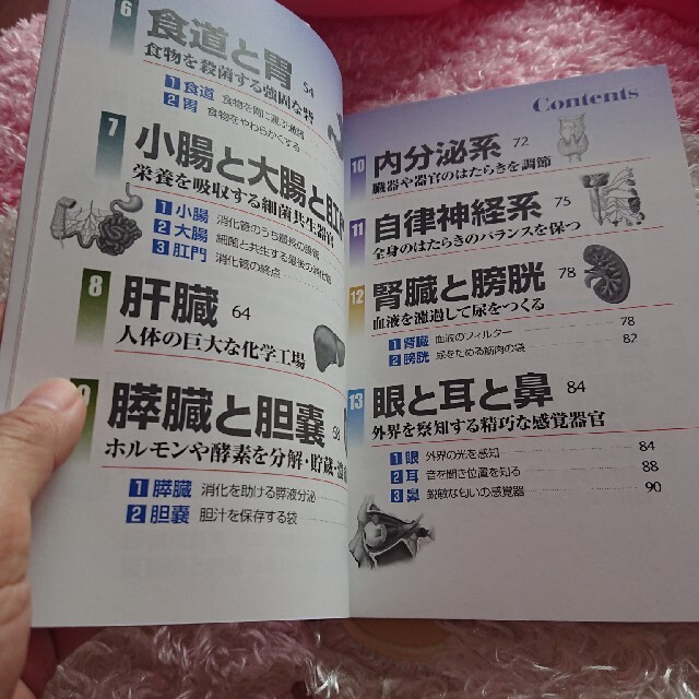 人体のふしぎ 精密な解剖図でカラダの仕組みがよくわかる！ エンタメ/ホビーの本(その他)の商品写真