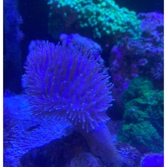 ウミキノコ　海キノコ　サンゴ　珊瑚　元株サンゴ