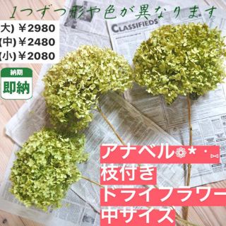 中サイズ【即納】アナベル ドライフラワー 紫陽花 あじさい インテリア 花 枝付(ドライフラワー)