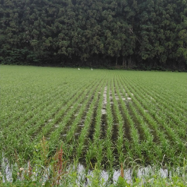 令和2年産栃木県特一等米コシヒカリ30キロ玄米無農薬にて作ったお米です。　通販