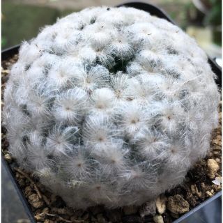 【激安】白星　サボテン　ハオルチア 良株　美株　多肉植物　観葉植物　高品質(その他)