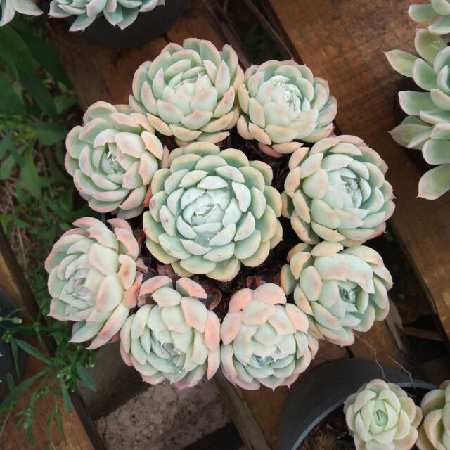 多肉植物が通販できますブーケ多肉植物