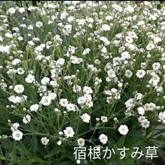 宿根かすみ草  100粒以上  白花  種 ハンドメイドのフラワー/ガーデン(プランター)の商品写真