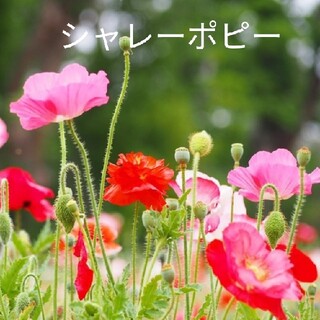 シャレーポピー  花種  たくさん(プランター)