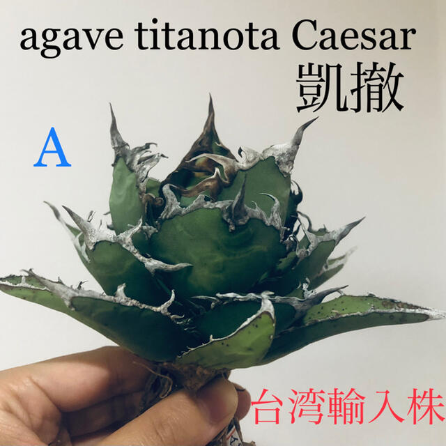 agave titanota 凱撤 Caesar A  台湾輸入株！