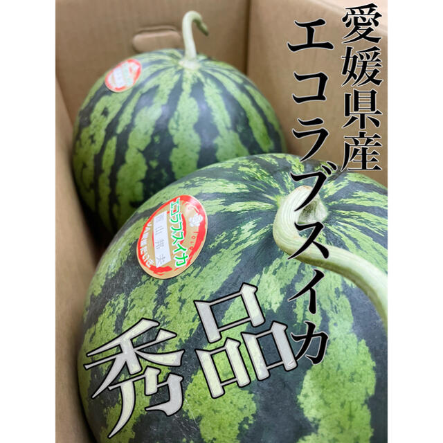 大人気再入荷！愛媛県産【エコラブスイカ】秀品　Lサイズ　2玉