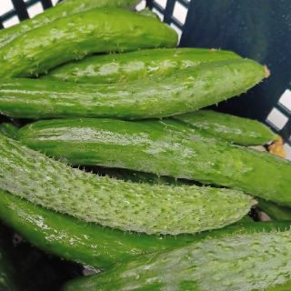 京都産　無農薬きゅうり　訳あり4キロ(野菜)