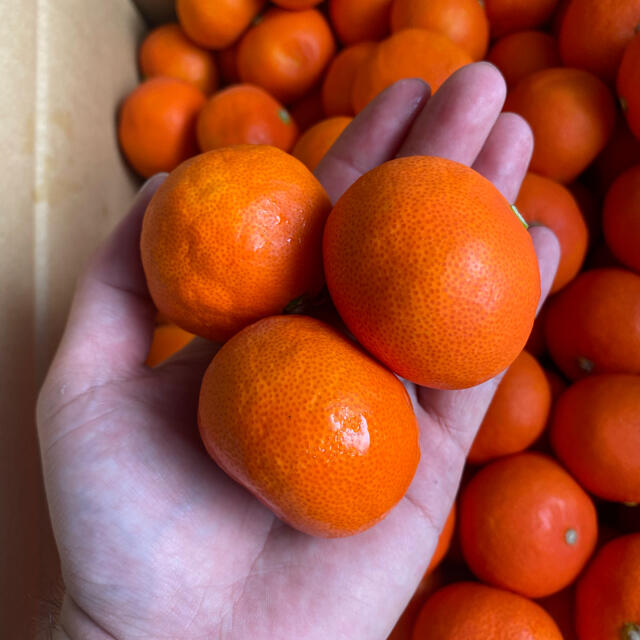 ハウスさぬき紅みかん 約5kg3S - フルーツ