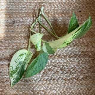 観葉植物　ポトス斑入り　マーブルクイーン　根付き挿木　抜き苗(その他)
