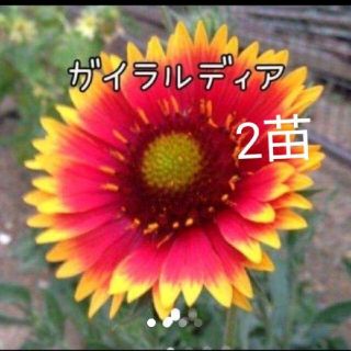 ガイラルディア　花苗　２株(その他)