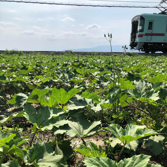 福岡県産★オクラ500g  栽培期間中農薬不使用　朝摘み　メール便 食品/飲料/酒の食品(野菜)の商品写真