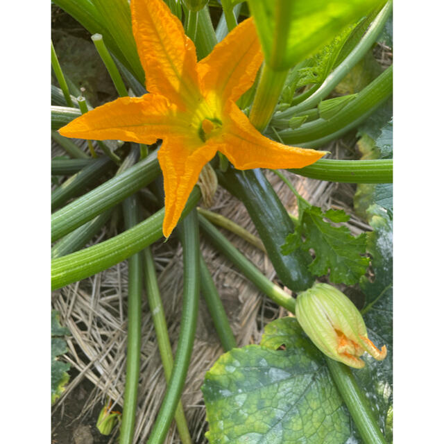 無農薬　野菜　詰め合わせ 食品/飲料/酒の食品(野菜)の商品写真