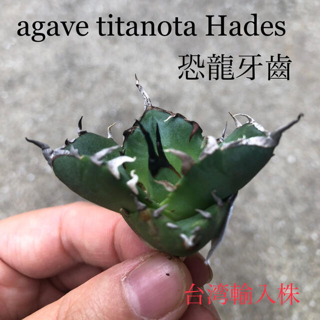 【週末限定価格】agave titanota Hades 恐龍牙齒 台湾輸入株！