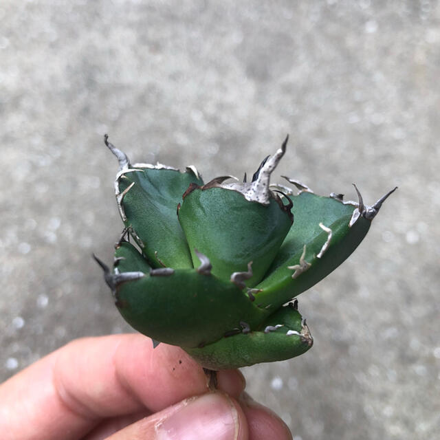 【週末限定価格】agave titanota Hades 恐龍牙齒 台湾輸入株！