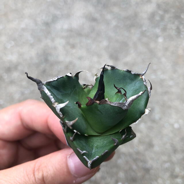 【週末限定価格】agave titanota Hades 恐龍牙齒 台湾輸入株！