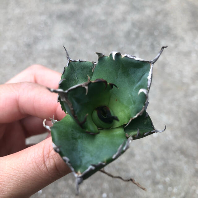 週末限定価格】agave titanota Hades 恐龍牙齒 台湾輸入株! 週末限定価格】agave titanota Hades 恐龍牙齒 台湾輸入株!