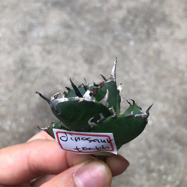 【週末限定価格】agave titanota Hades 恐龍牙齒 台湾輸入株！