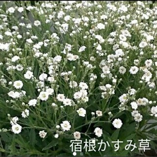 宿根かすみ草  100粒以上  白花  種(プランター)